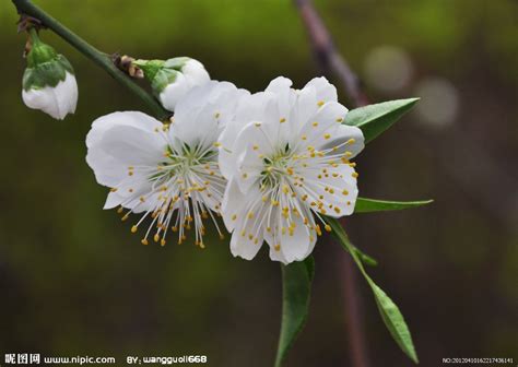 白桃花